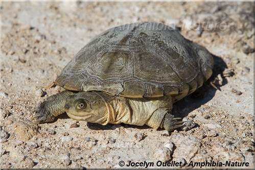 tortues - parc national d'Etosha, Namibie