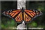 Papillon monarque - Monarch - Danaus plexippus