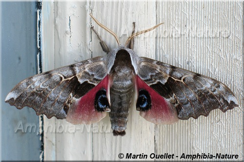 papillon adulte