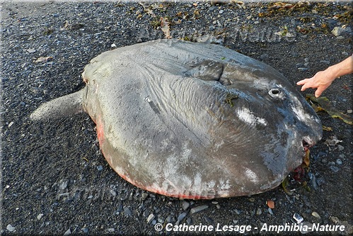 poisson-lune à l'Anse-Pleureuse.