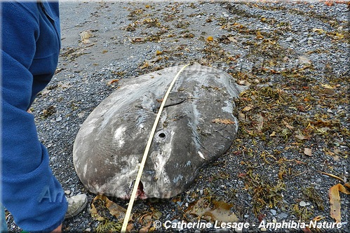 poisson-lune à l'Anse-Pleureuse.