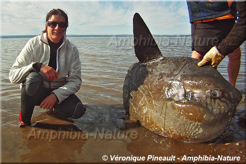 poisson-lune - baie des Chaleurs