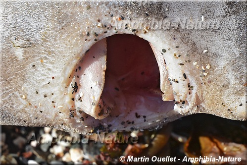 bouche de poisson-lune