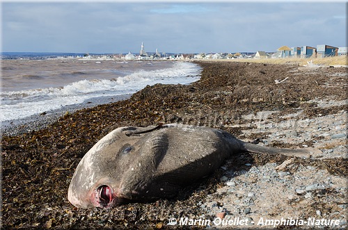 carcasse de poisson-lune dans le secteur de l'île Bonaventure