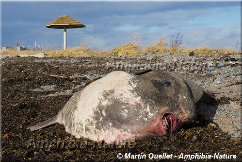 carcasse de poisson lune dans le secteur de l'île Bonaventure