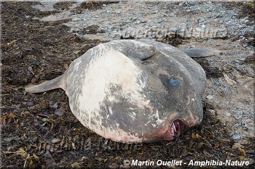 carcasse de poisson-lune dans le secteur de l'île Bonaventure