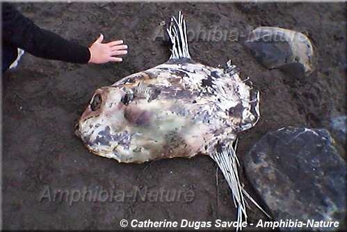 détails anatomiques d'un poisson-lune à Sainte-Luce-sur-Mer.