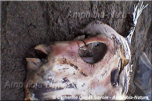 détails anatomiques d'un poisson-lune à Sainte-Luce-sur-Mer.
