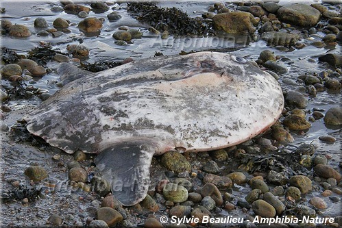 poisson-lune échouée à Tadoussac