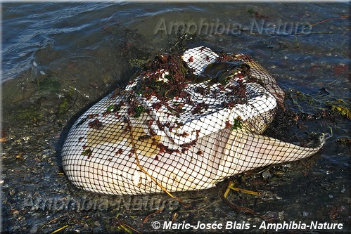 poisson-lune pris dans un filet