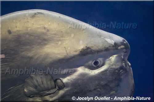 poisson-lune au Monterey Bay Aquarium