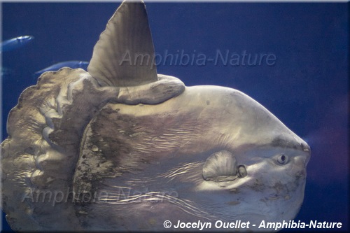 poisson-lune au Monterey Bay Aquarium