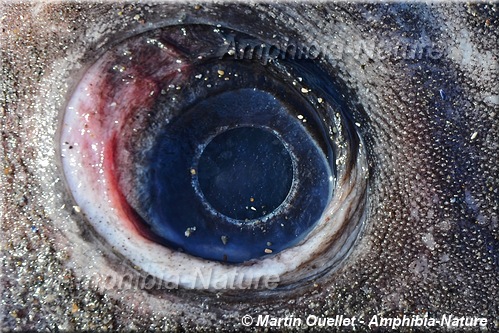 oeil de poisson-lune