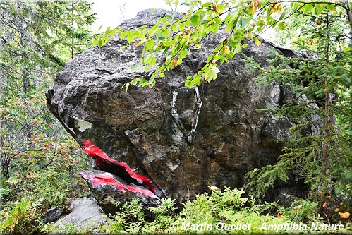 poisson-lune pétrifié en Abitibi