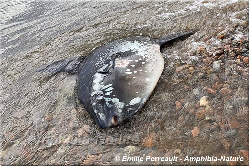 poisson-lune sur une plage de la Côte-Nord