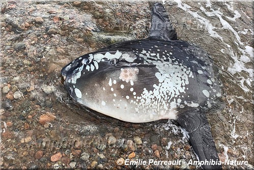 poisson-lune sur une plage de la Côte-Nord