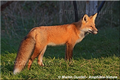 renard roux - vulpes vulpes