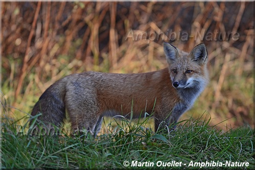 renard roux - vulpes vulpes