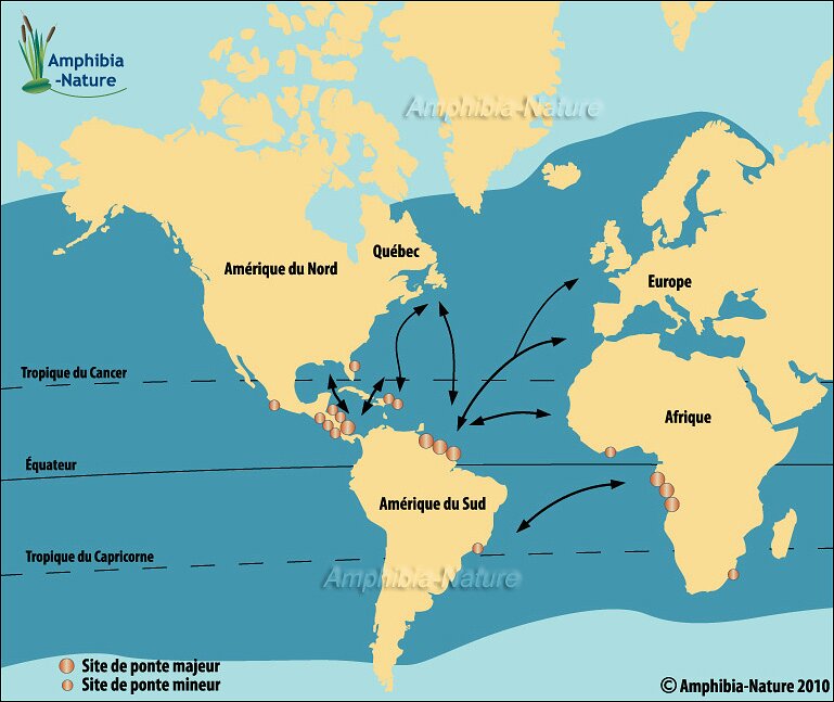 Carte de répartition de la tortue luth dans l'Atlantique