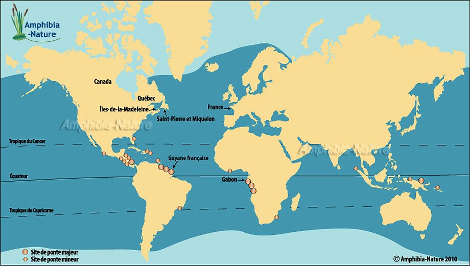 Carte de répartition mondiale de la tortue luth