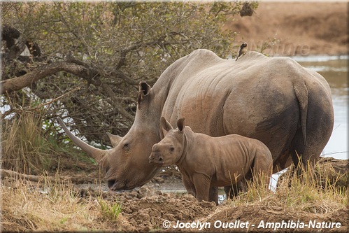 rhinocéros blanc