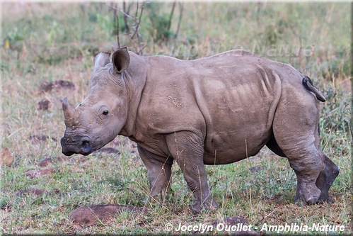 rhinocéros blanc