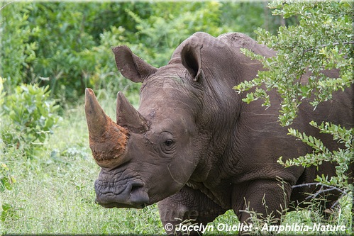 rhinocéros blanc