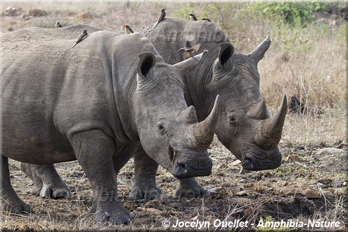 rhinocéros blanc