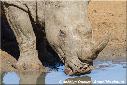 rhinocéros blanc