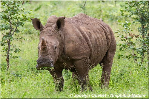 rhinocéros blanc