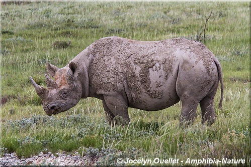 rhinocéros noir