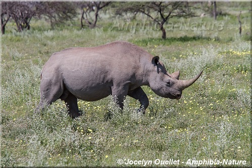 rhinocéros noir