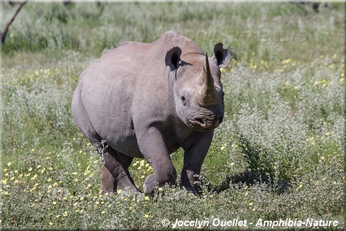 rhinocéros noir