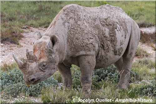 rhinocéros noir