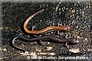salamandre cendrée