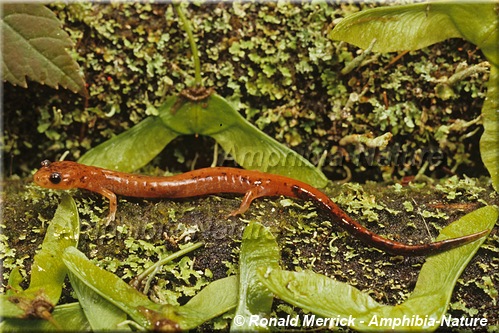 Eastern Red-backed Salamander - coloration 11