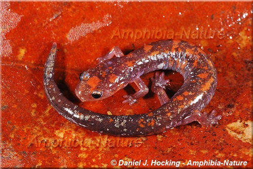 salamandre cendrée - coloration 12