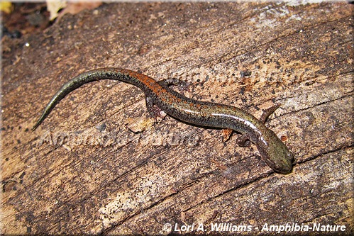 salamandre cendrée - coloration 13