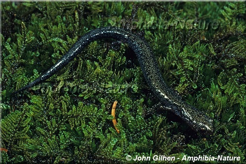 Eastern Red-backed Salamander - coloration 14