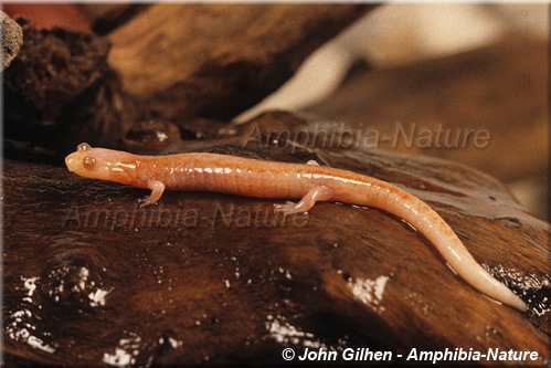 Eastern Red-backed Salamander - coloration 15