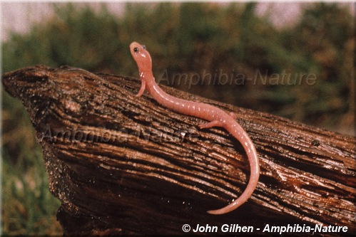 Eastern Red-backed Salamander - coloration 16