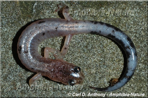 salamandre cendrée - coloration 17
