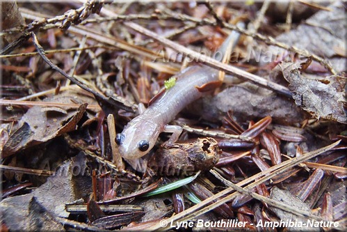 salamandre cendrée - coloration 18