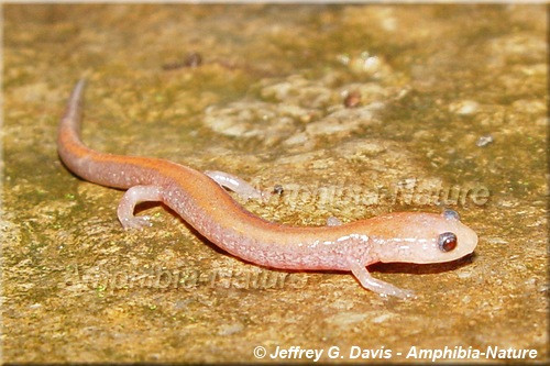 Eastern Red-backed Salamander - coloration 19