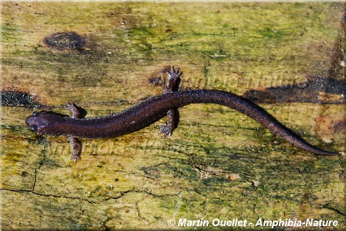 Eastern Red-backed Salamander - coloration 2