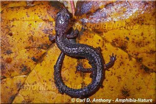Eastern Red-backed Salamander - coloration 20