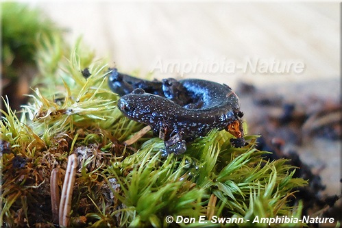 Eastern Red-backed Salamander - coloration 21