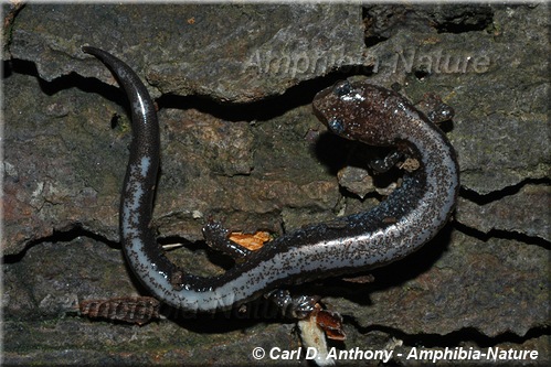 Eastern Red-backed Salamander - coloration 23