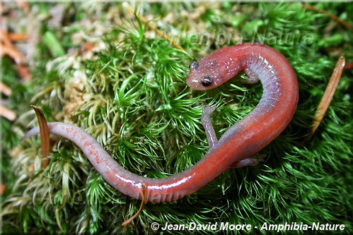 Eastern Red-backed Salamander - coloration 3