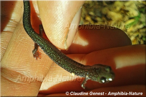 Eastern Red-backed Salamander - coloration 4